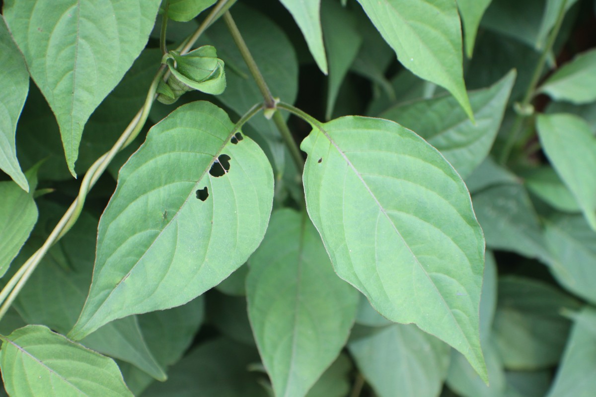 Paederia foetida L.